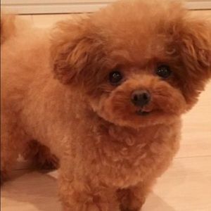 Meet your Posher, Sofia